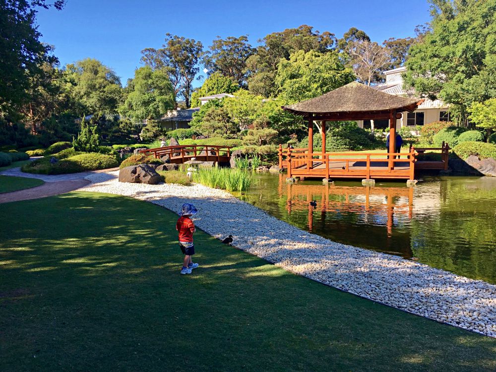 A young boy feeds ducks at the Japanese Gardens, East Gosford.