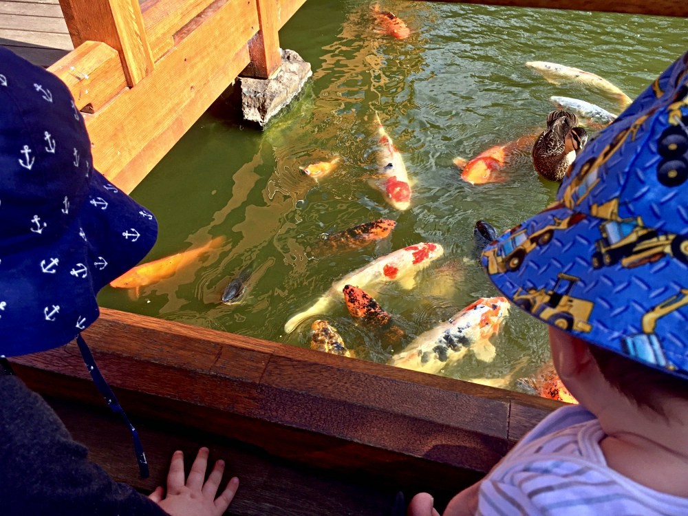 Two young boys feed the koi fish at the Edogawa Commemorative Garden and Gosford Regional Gallery.