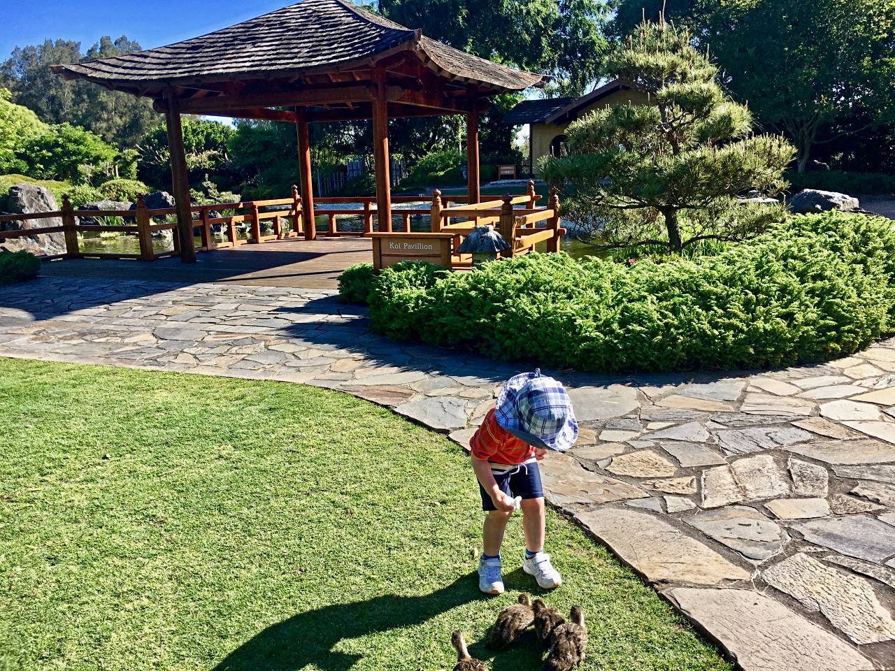 A child feeds ducks in front of the Koi Pavillion at the Edogawa Commemorative Garden - part of the Gosford Regional Gallery.