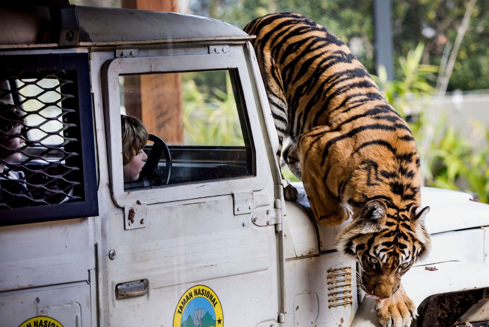Tiger at Taronga Zoo | Playing in Puddles