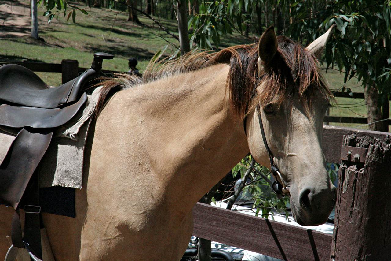 Glenworth Valley horse