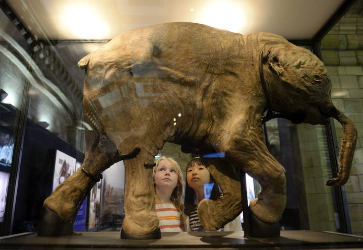 Lyuba at The Australian Museum