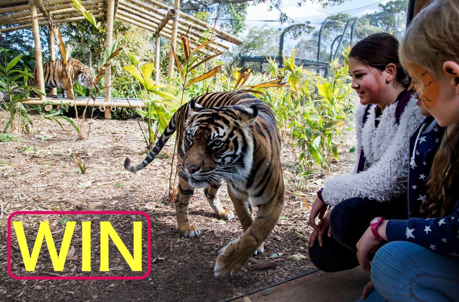 Closed – WIN a family pass to Taronga Zoo for the holidays!