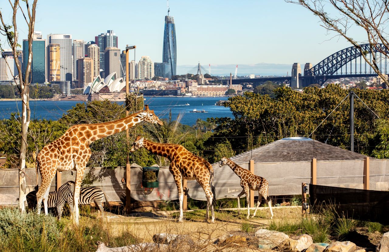 Visiting Taronga Zoo in Sydney with Kids - Playing in Puddles