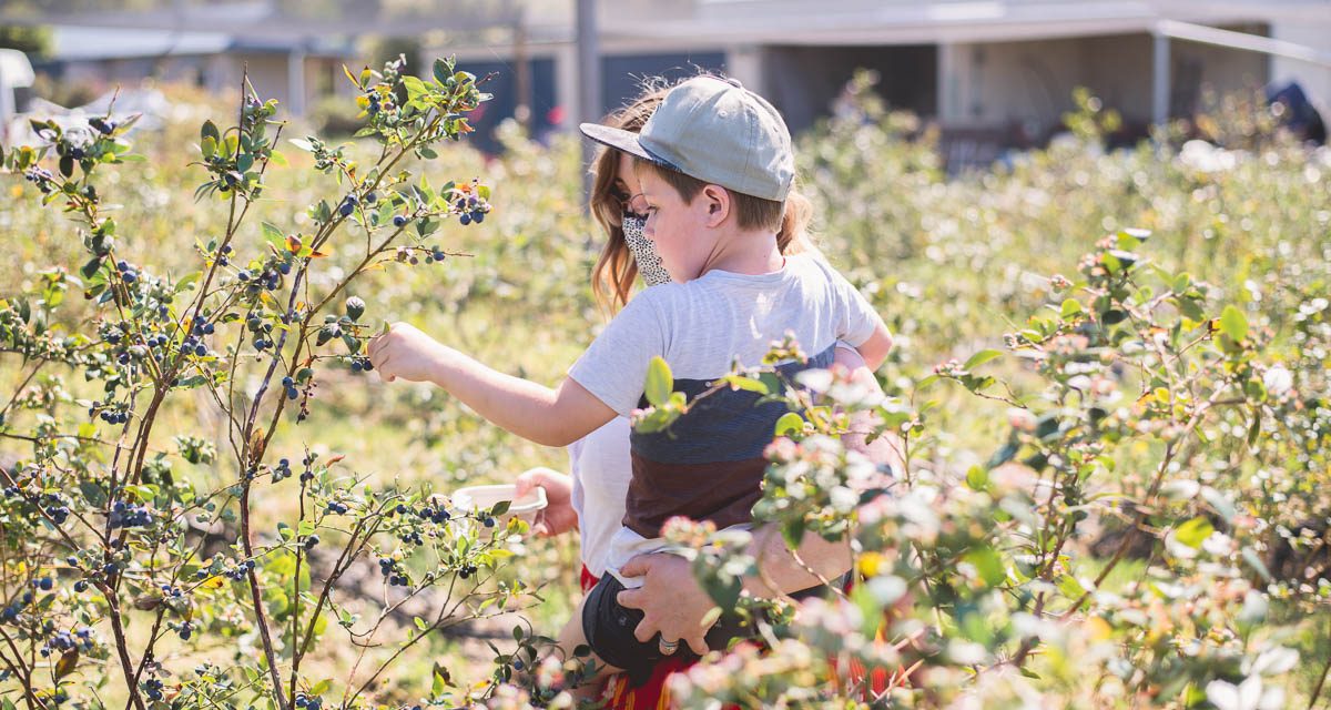 Pick Your Own Blueberries at The Giving Farm in Jilliby