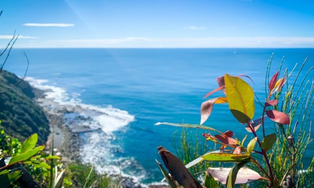 For An easy Bushwalk with Ocean Views, Head to Wyrrabalong National Park! Keep an eye out for Whales too!