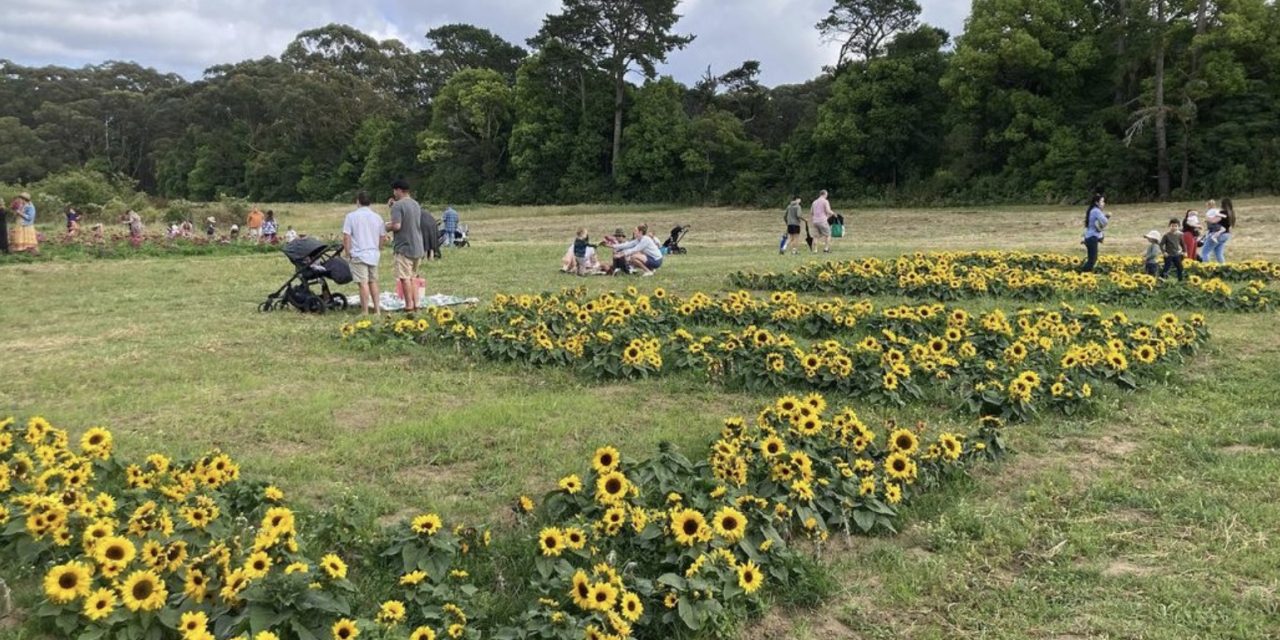 Pick Your Own Sunflowers at Peats Ridge on July 23 – Tickets are Selling FAST!