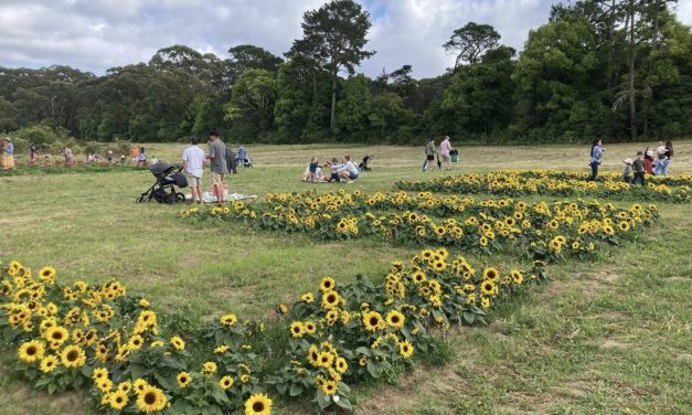 Pick Your Own Sunflowers at Peats Ridge on July 23 – Tickets are Selling FAST!
