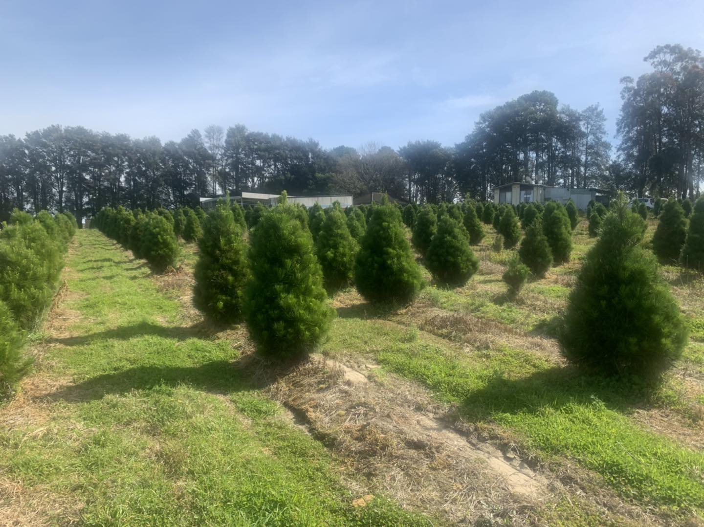 Central Coast Christmas Tree Farm