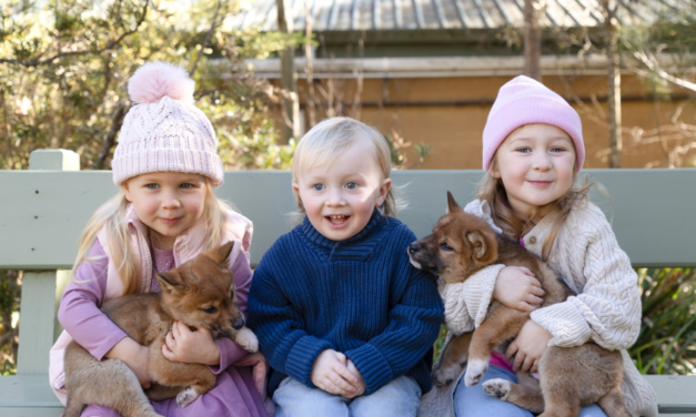 Throw Snowballs, Meet Dingo Puppies and Explore the Reptile Park at Winter Wonderland these school holidays!